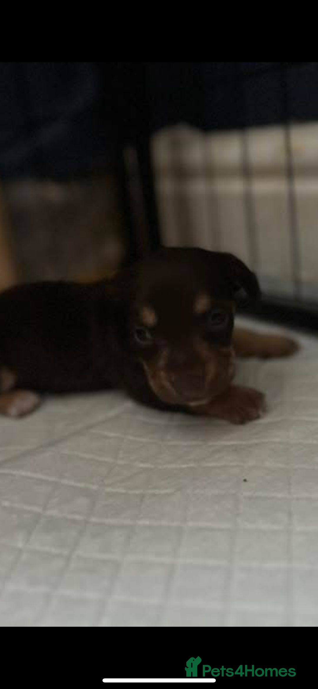 Mixed Breed dogs for sale: Miniature Dachshund x small Jack russel - Image 3