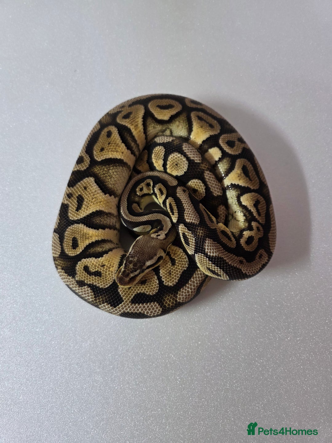 Snake reptiles for sale: Ball pythons  - Advert 25