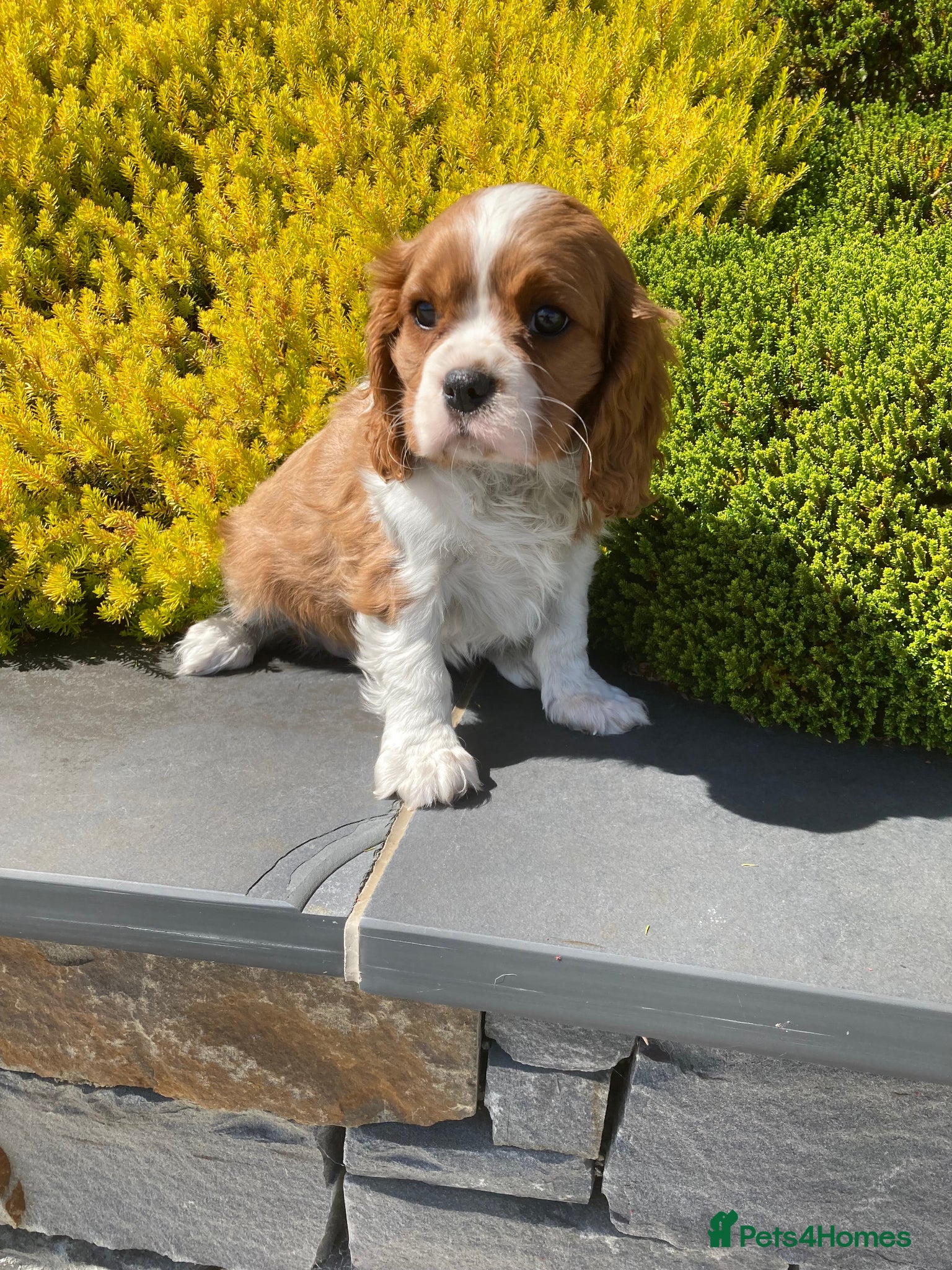 Cavalier King Charles Spaniel dogs Super KC blenheim pups from health tested parents - Advert 1