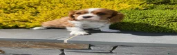 Cavalier King Charles Spaniel dogs for sale: Super KC blenheim pups from health tested parents - Advert 3