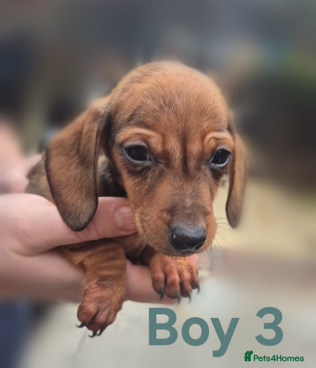 Miniature Dachshund dogs for sale: !!!Minature Dachshunds For Sale!!! - Advert 11