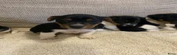 Jack Russell dogs for sale: Gorgeous Miniature Jack Russell puppies  - Advert 3