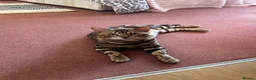 Bengal cats for sale: stunning Bengal cat male - Advert 2