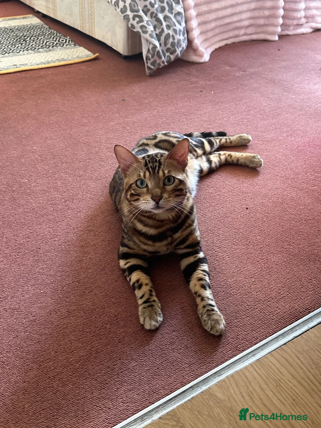 Bengal cats for sale: stunning Bengal cat male - Advert 2