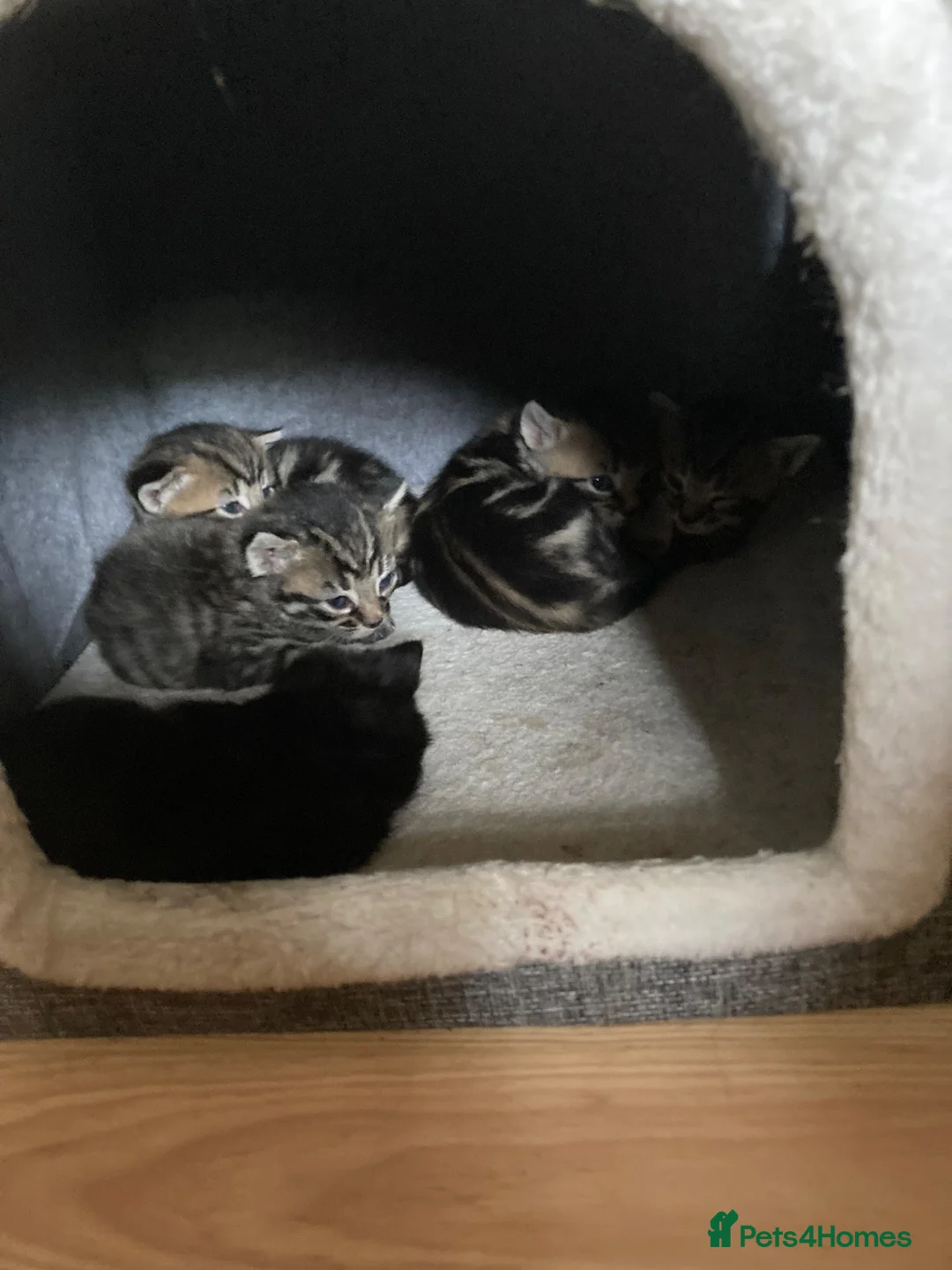 Mixed Breed cats for sale: 4 beautiful kittens - Advert 6