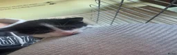 Mixed Breed cats for sale: Black and white kitten in Peterborough - Advert 2