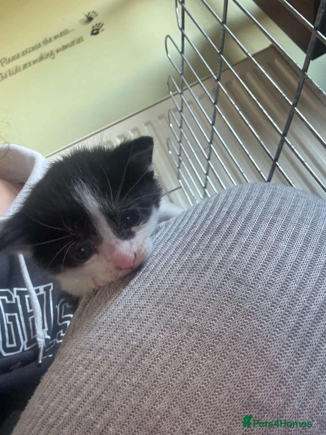 Mixed Breed cats for sale: Black and white kitten in Peterborough - Advert 2