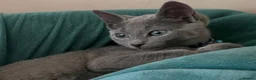 Russian Blue cats for sale: Russian Blue boy , N.London - Advert 2