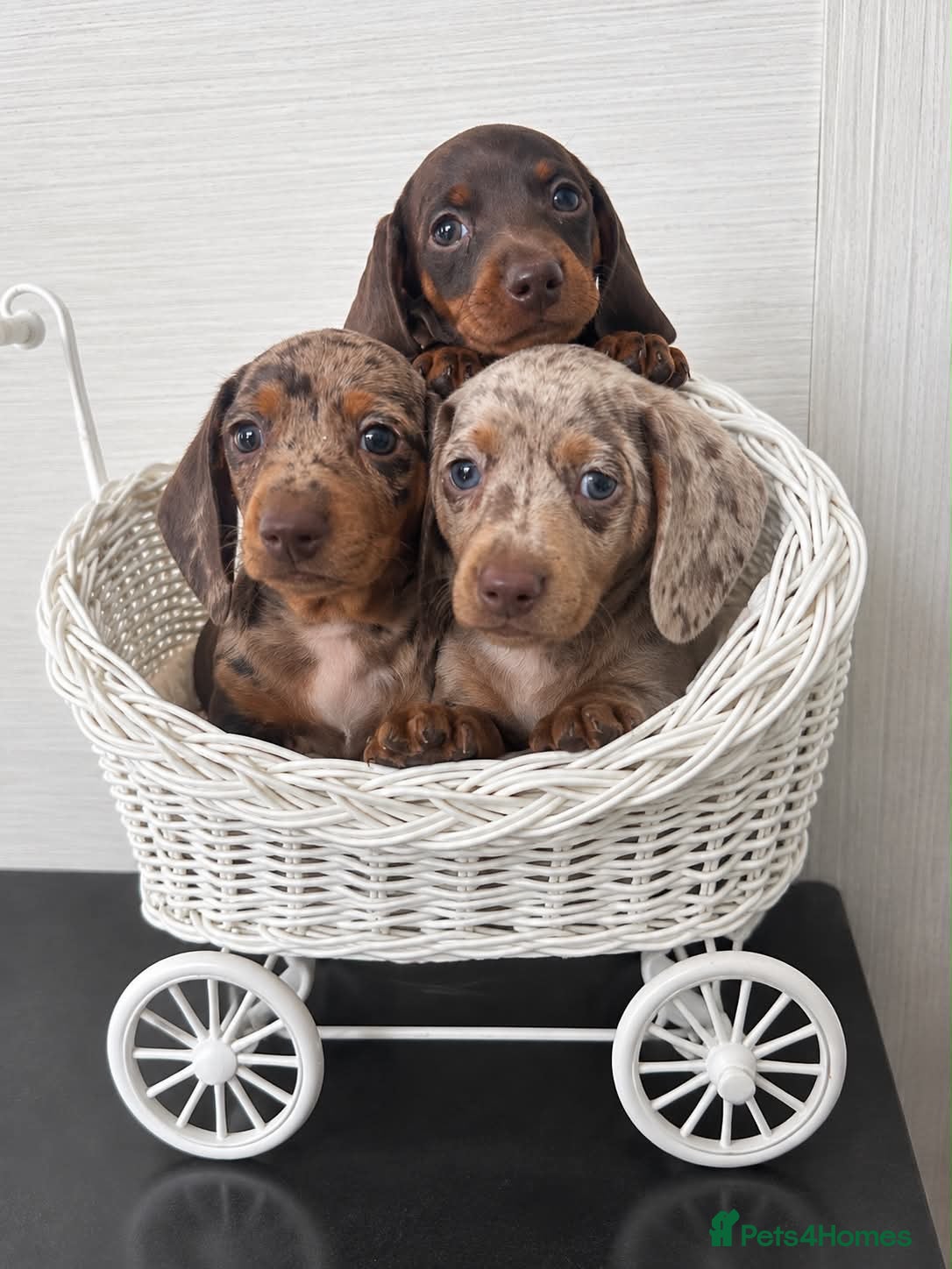 Miniature Dachshund dogs Miniature Dachsunds males and females - Advert 9