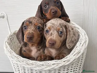 Miniature Dachshund dogs Miniature Dachsunds males and females - Advert 9