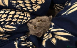 British Shorthair cats for sale: Grey British shorthair kitten for sale. - Image 3