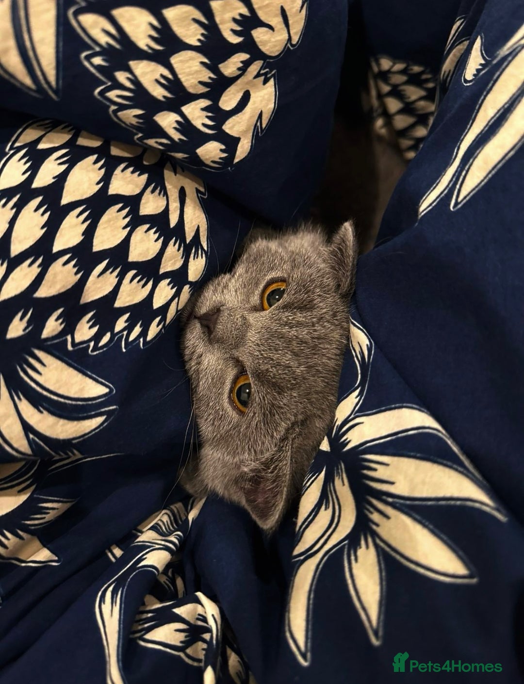 British Shorthair cats for sale: Grey British shorthair kitten for sale. - Image 3