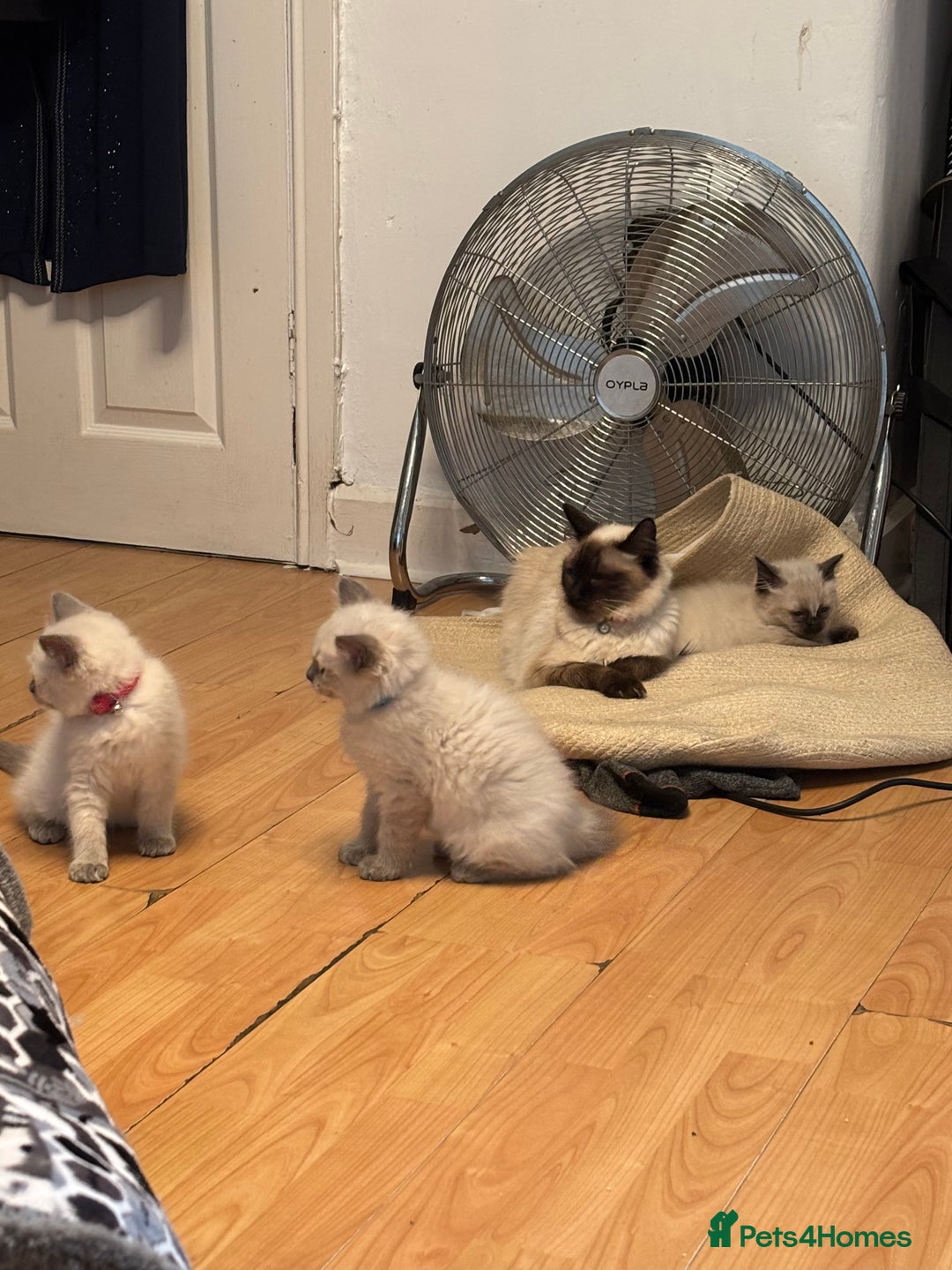 Ragdoll cats for sale: Ragdoll kittens  - Image 8