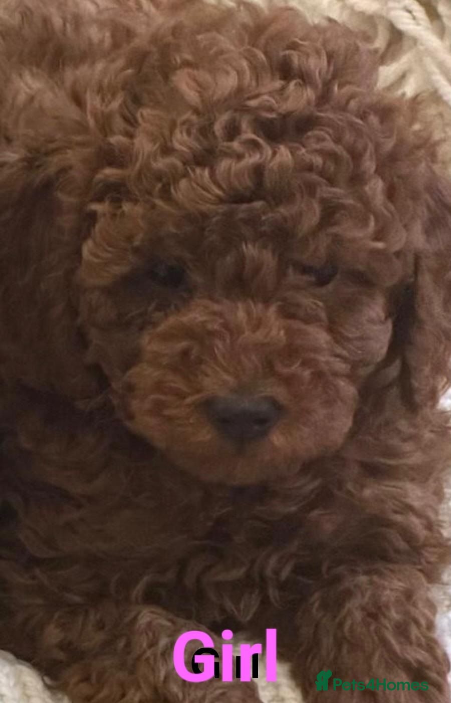Toy Poodle dogs Tiny dark red Toy poodles - Advert 2