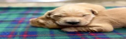 Golden Retriever dogs for sale: Gorgeous Golden Retrievers - Advert 3