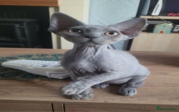 Devon Rex cats for sale: Beautiful GCCF Devon Rex kittens - Image 5