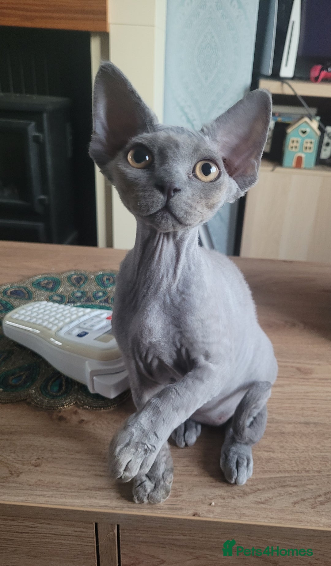 Devon Rex cats for sale: Beautiful GCCF Devon Rex kittens - Image 5