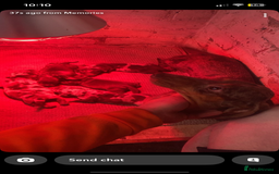 Dachshund dogs for sale: Dachshund Puppies for sale  - Image 5