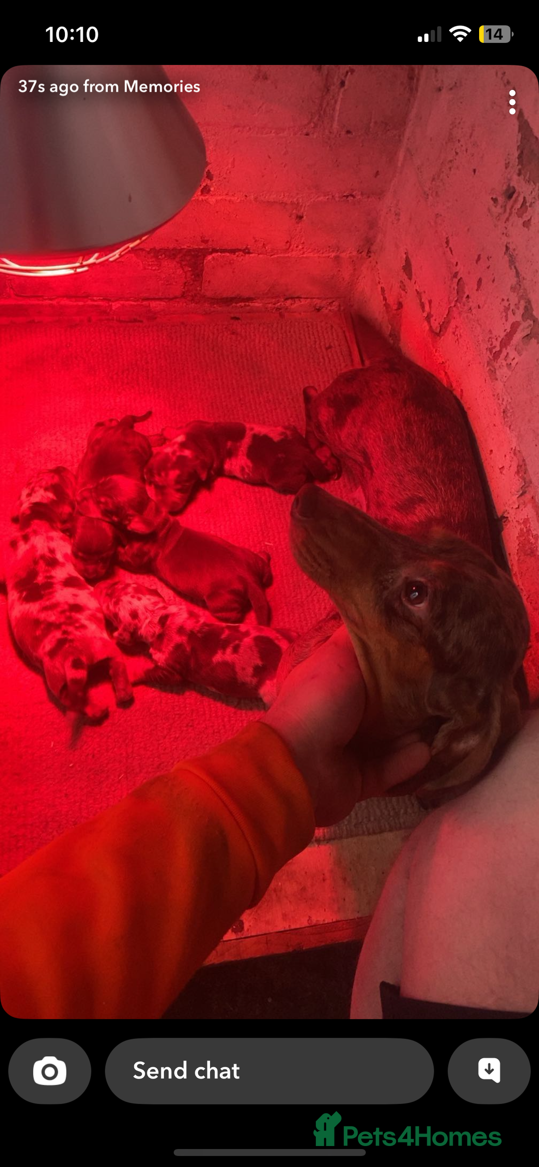 Dachshund dogs for sale: Dachshund Puppies for sale  - Image 5