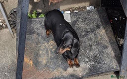 Miniature Dachshund dogs for sale: Miniature dachshund  - Image 6