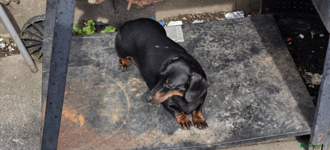 Miniature Dachshund dogs for sale: Miniature dachshund  - Image 6