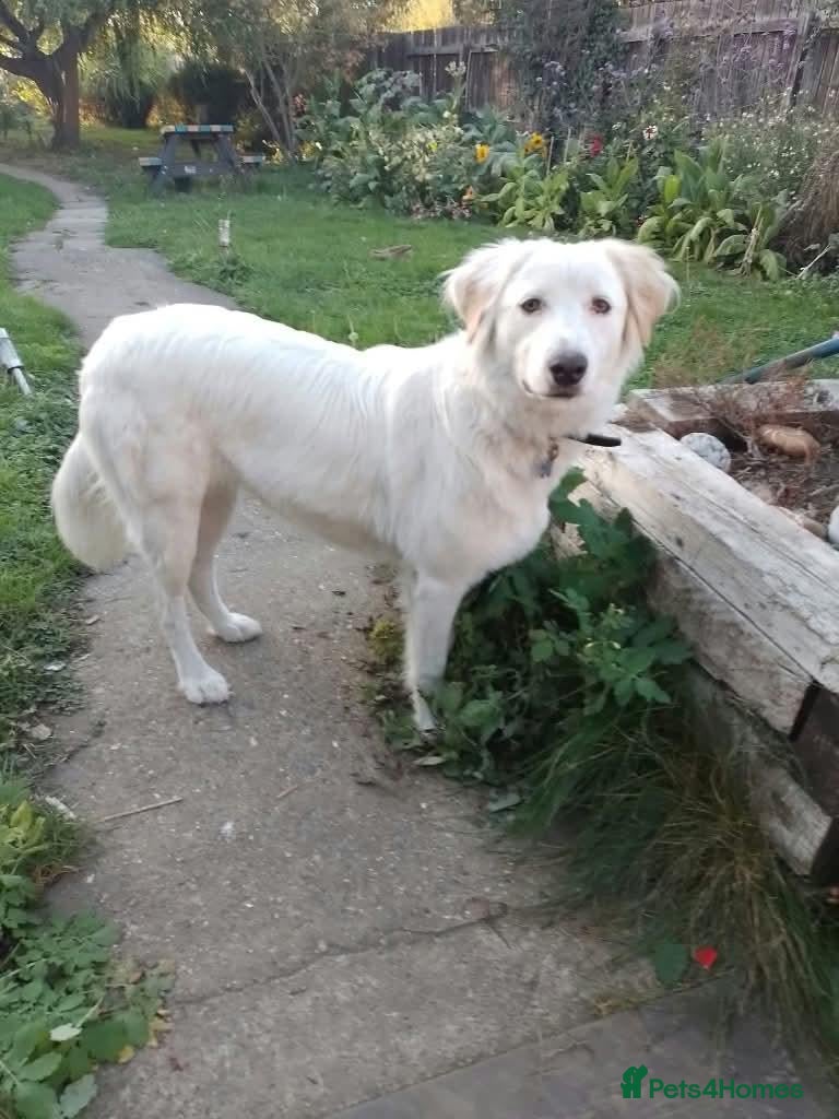 Mixed Breed dogs Meet Luna, currently residing in Yorkshire  - Advert 1