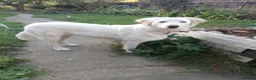 Mixed Breed dogs for adoption: Meet Luna, currently residing in Yorkshire  in Selby - Advert 1