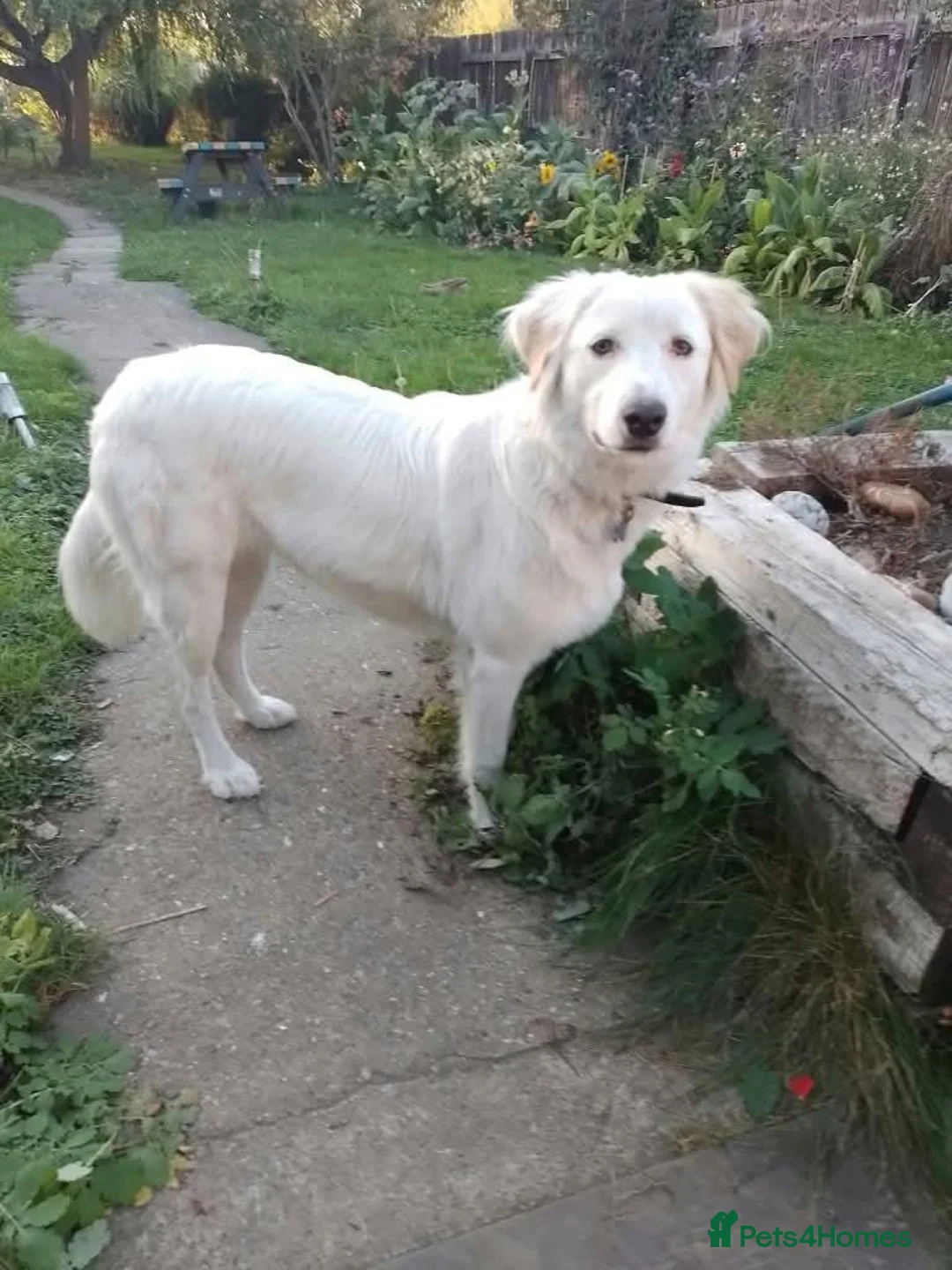Mixed Breed dogs for adoption: Meet Luna, currently residing in Yorkshire  in Selby - Advert 1
