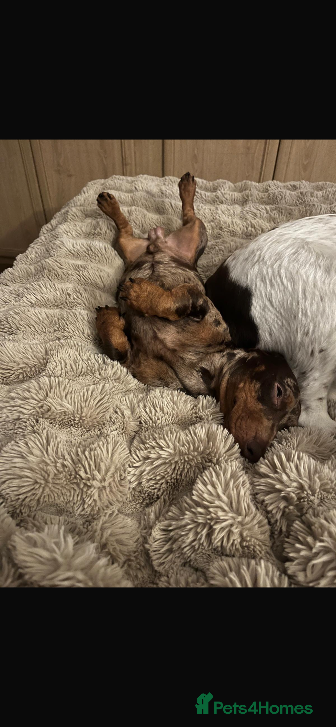 Dachshund dogs for sale: Mini daushound pups 3 available 2 boys and 1 girl - Advert 11