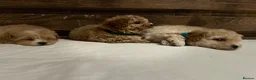 Maltipoo dogs for sale: Toy maltipoo Ready to leave - Advert 8