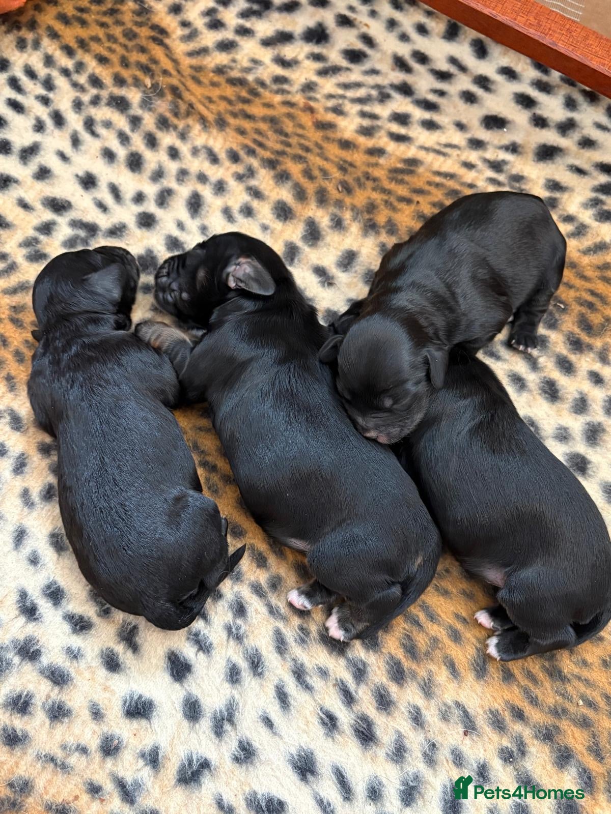 Cockapoo dogs ⭐️Beautiful cockapoo pups- 2 girls left ⭐️ - Advert 2