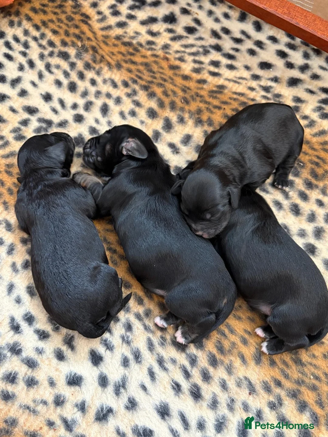 Cockapoo dogs for sale: ⭐️Beautiful toy cockapoo pups- 2 girls left ⭐️ - Advert 1