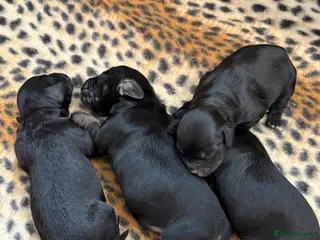 Cockapoo dogs ⭐️Beautiful cockapoo pups- 2 girls left ⭐️ - Advert 2