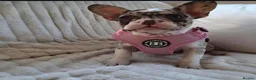 French Bulldog dogs for sale: Female Rojo merle puppy  - Advert 3