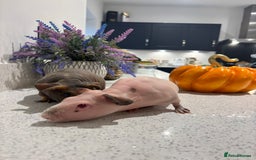 Guinea Pig rodents for sale: X2 one year old super cute skinny pigs  - Image 11
