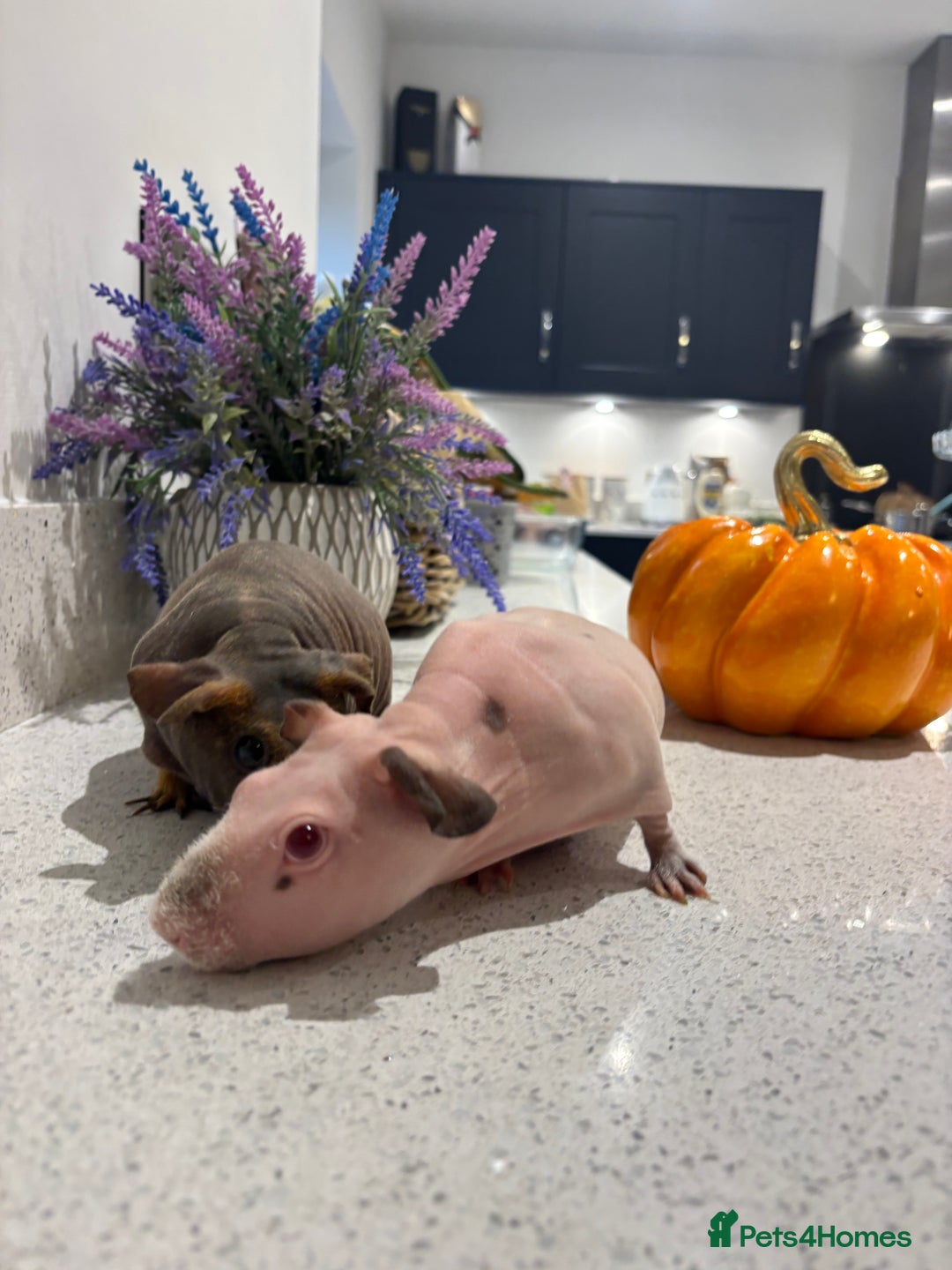 Guinea Pig rodents for sale: X2 one year old super cute skinny pigs  - Image 11