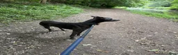 Lurcher dogs for stud: Bluey  in Ashton-under-Lyne - Advert 2