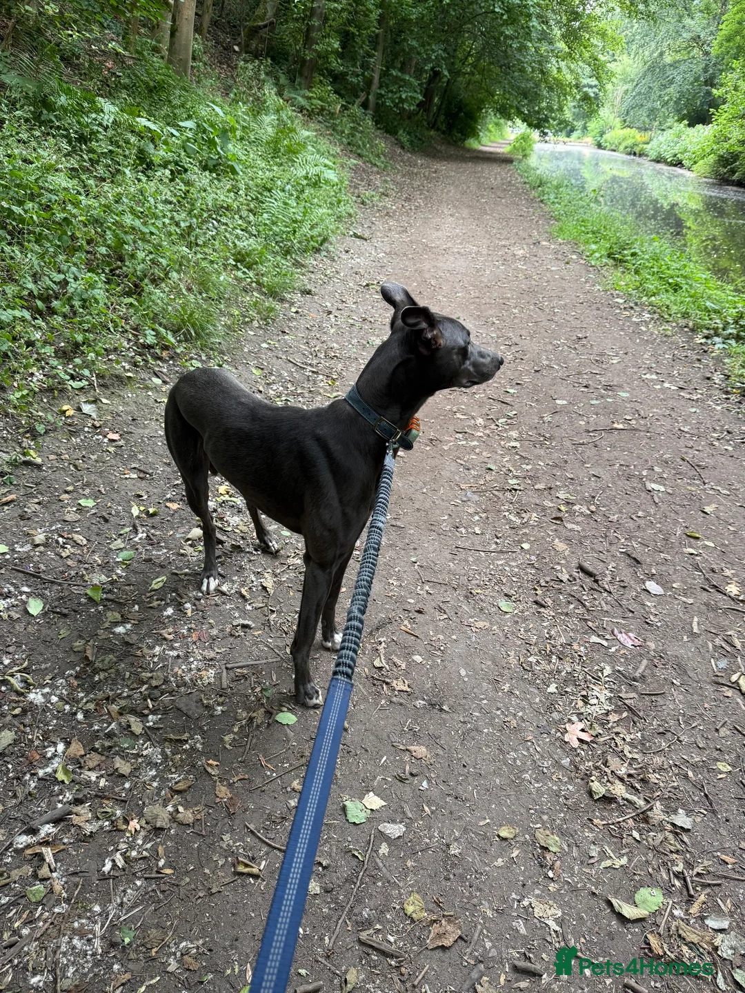 Lurcher dogs for stud: Bluey  in Ashton-under-Lyne - Advert 2