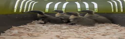 Ducks poultry for sale: * Cayuga (Pure) & Saxony x Cayuga ducklings * - Advert 4