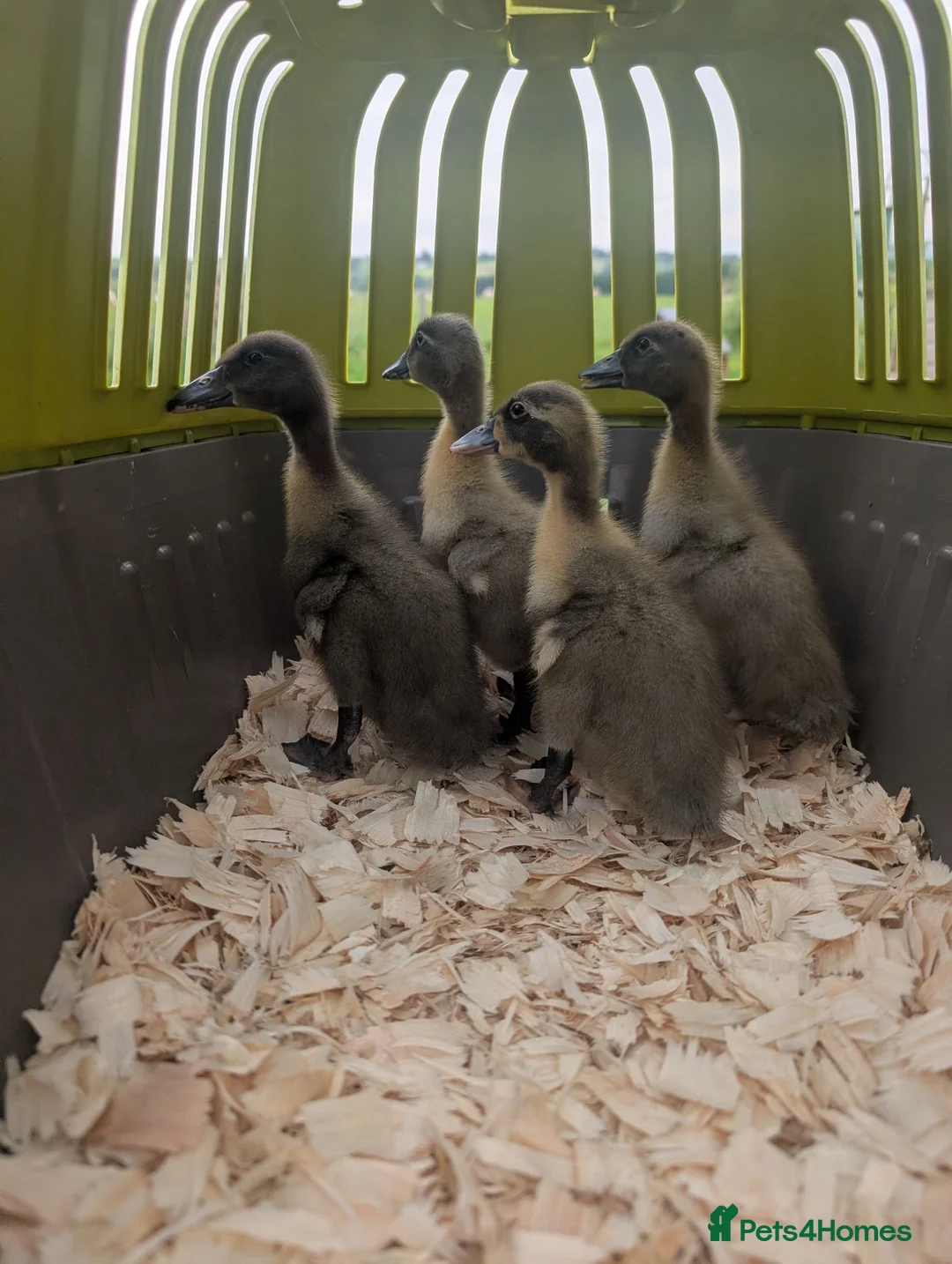 Ducks poultry for sale: * Cayuga (Pure) & Saxony x Cayuga ducklings * - Advert 4