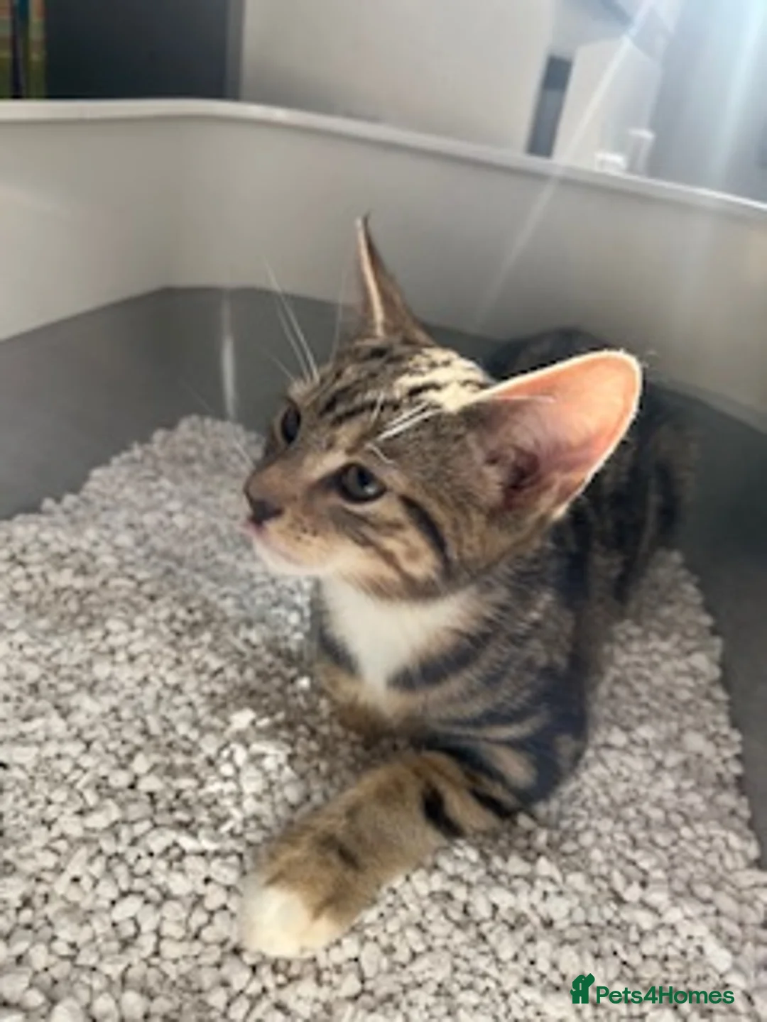 British Shorthair cats for sale: Male kitten WITH EQUIPMENT in Horley - Advert 5