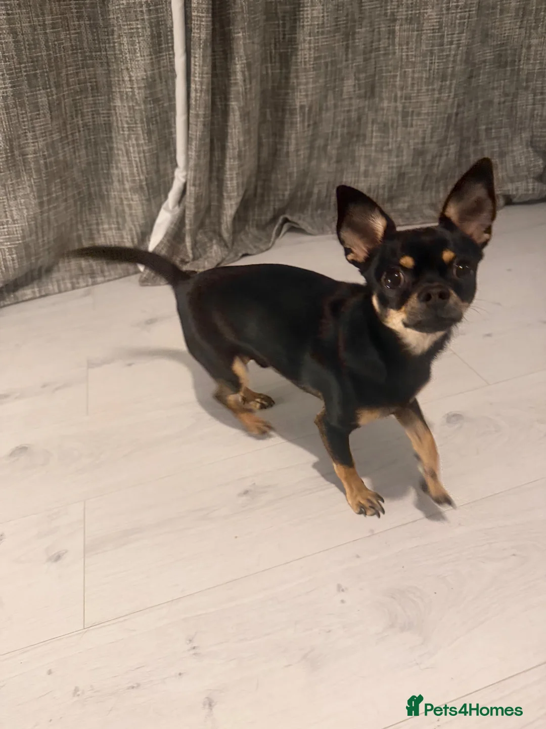 Chihuahua dogs for sale: 11 month old male chihuahua  in Runcorn - Advert 2