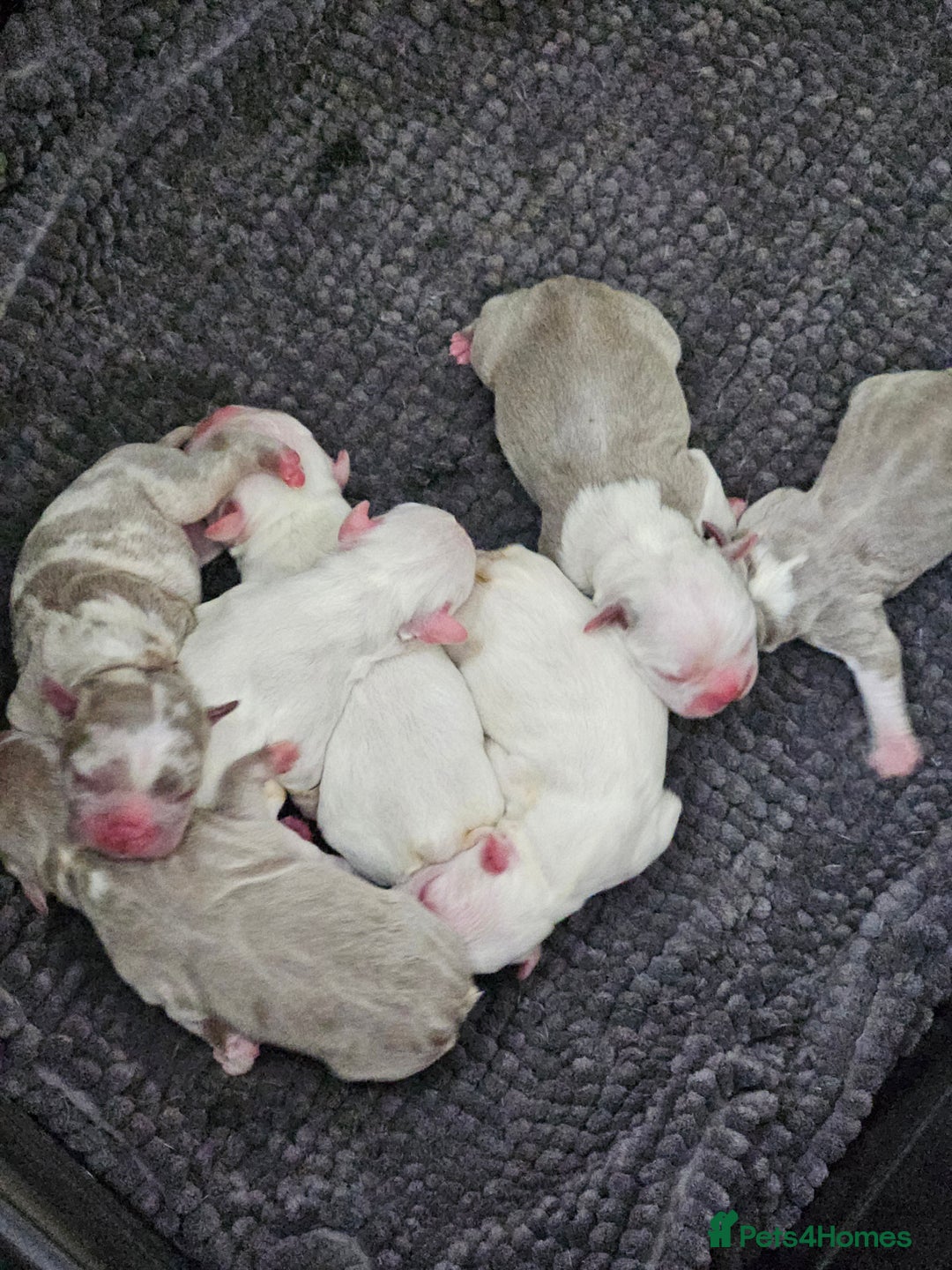 Mixed Breed dogs for sale: Stunning Frenchton Pups Boys & Girls - Image 1