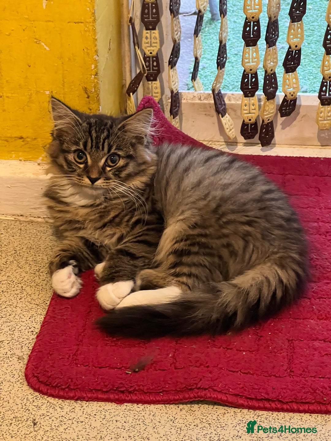 Mixed Breed cats for sale: Beautiful kittens  - Image 4