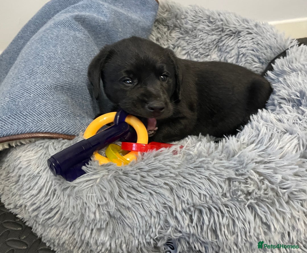 Labrador Retriever dogs for sale: KC Black Puppy ,Extensively health tested parents - Advert 3