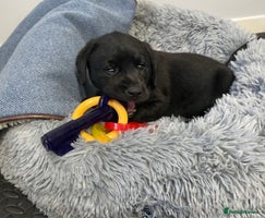 Labrador Retriever dogs - Advert 15
