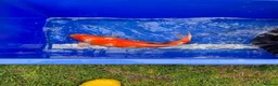 Koi Carp fish for sale: Pond closure - Advert 6
