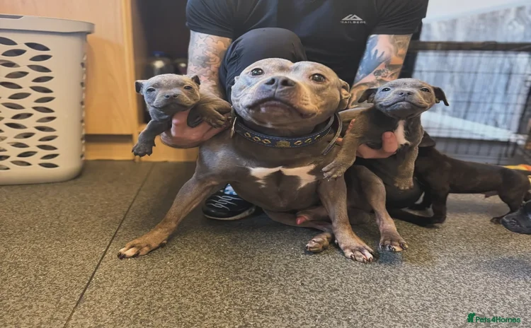 Staffordshire Bull Terrier dogs - Advert 2