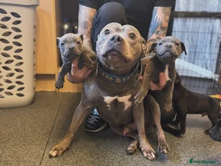 Staffordshire Bull Terrier dogs - Advert 22