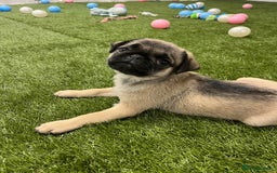 Pug dogs for sale: Full panda pugs - Image 2